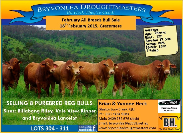 February All Breeds Bulls For Sale